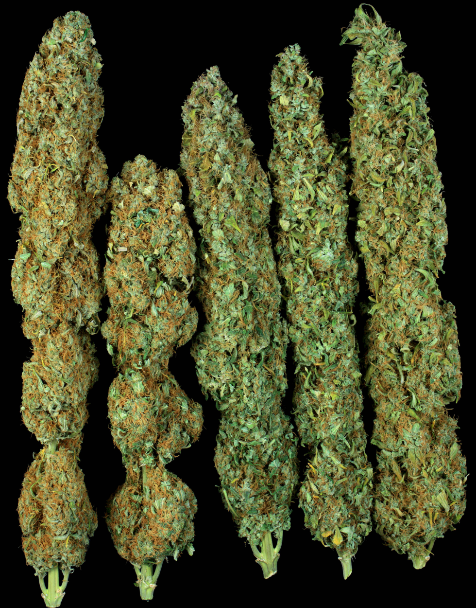 Serious Happiness Feminized Serious Seeds