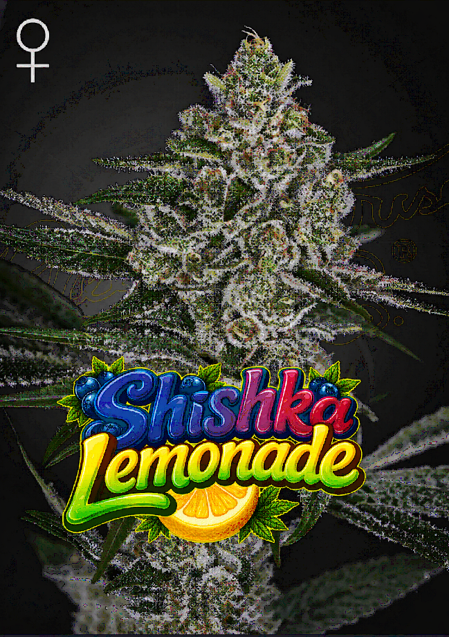 Shishka Lemonade Feminized – Greenhouse Seeds