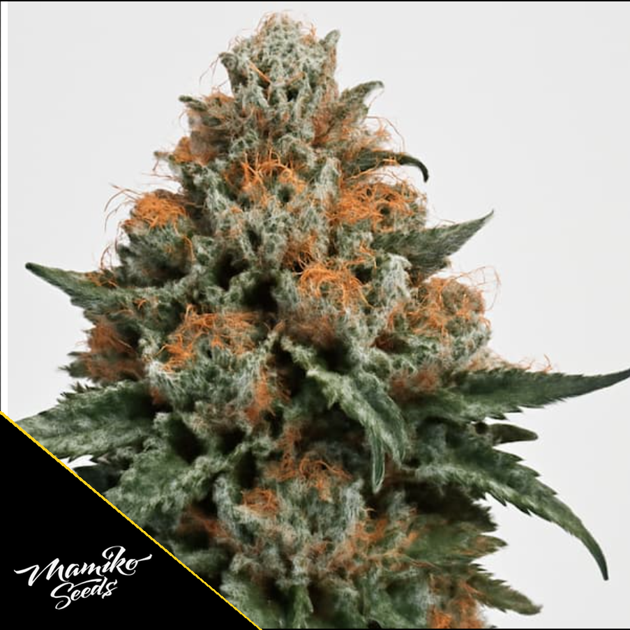 Sour Cookies – Mamiko Seeds – Bild 1