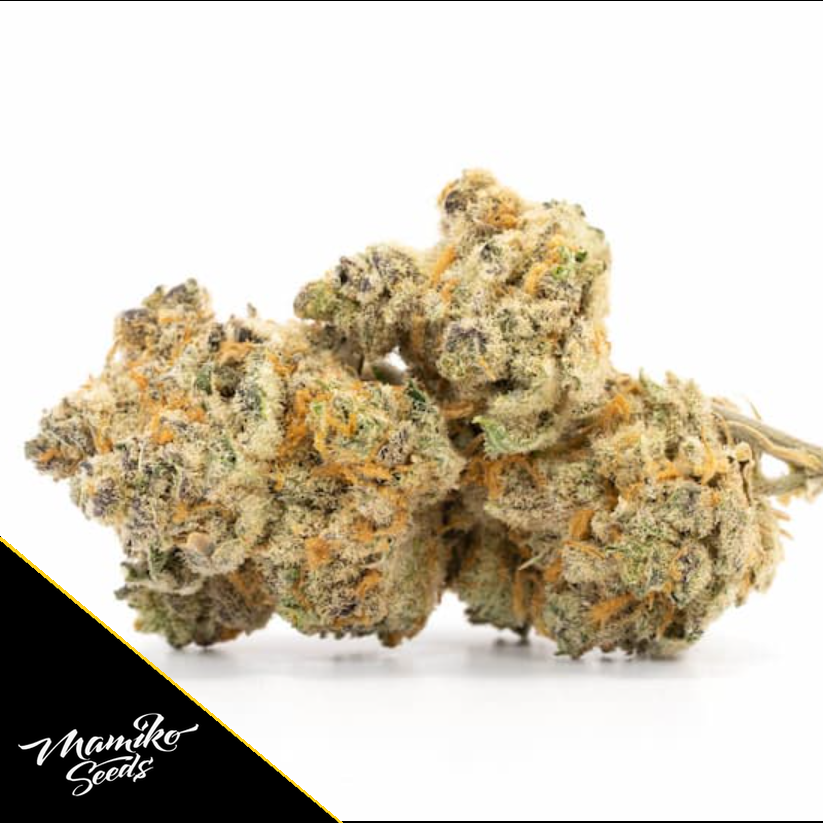Sour Cookies – Mamiko Seeds – Bild 2
