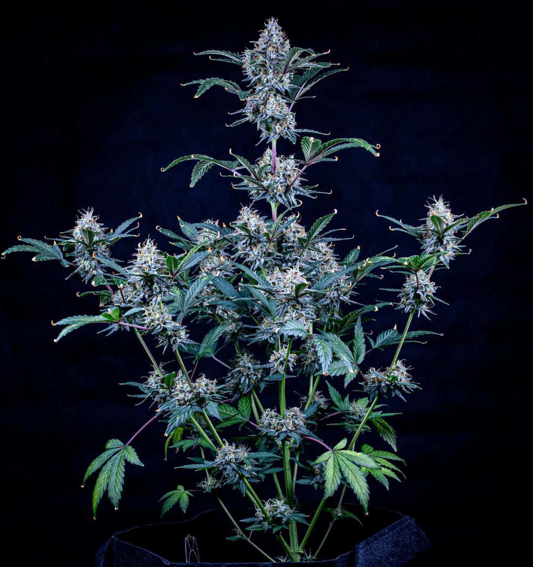 Sundae Thumper Autoflowering Mephisto Genetics
