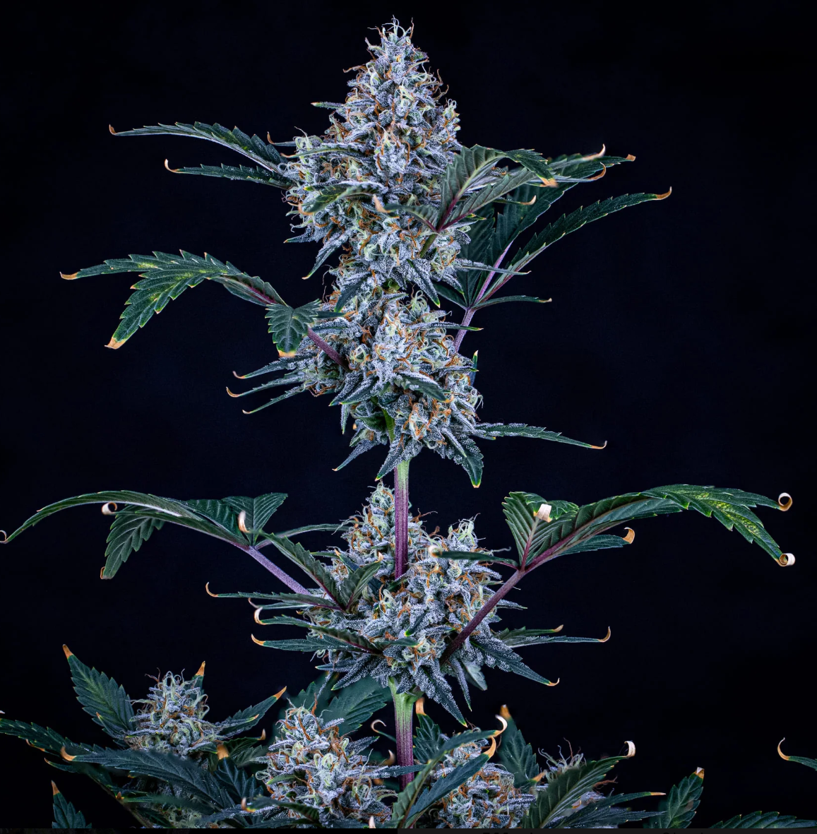 Sundae Thumper Autoflowering Mephisto Genetics