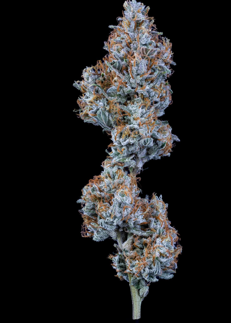 Sundae Thumper Autoflowering Mephisto Genetics