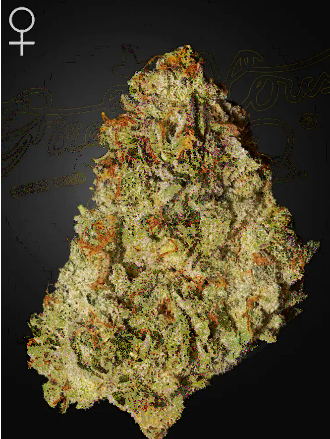 Super Banana Mango Feminized – Greenhouse Seeds