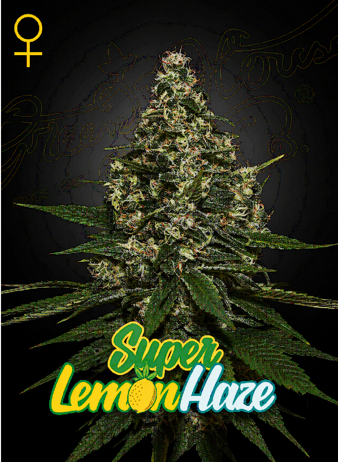 Super Lemon Haze Feminized – Greenhouse Seeds