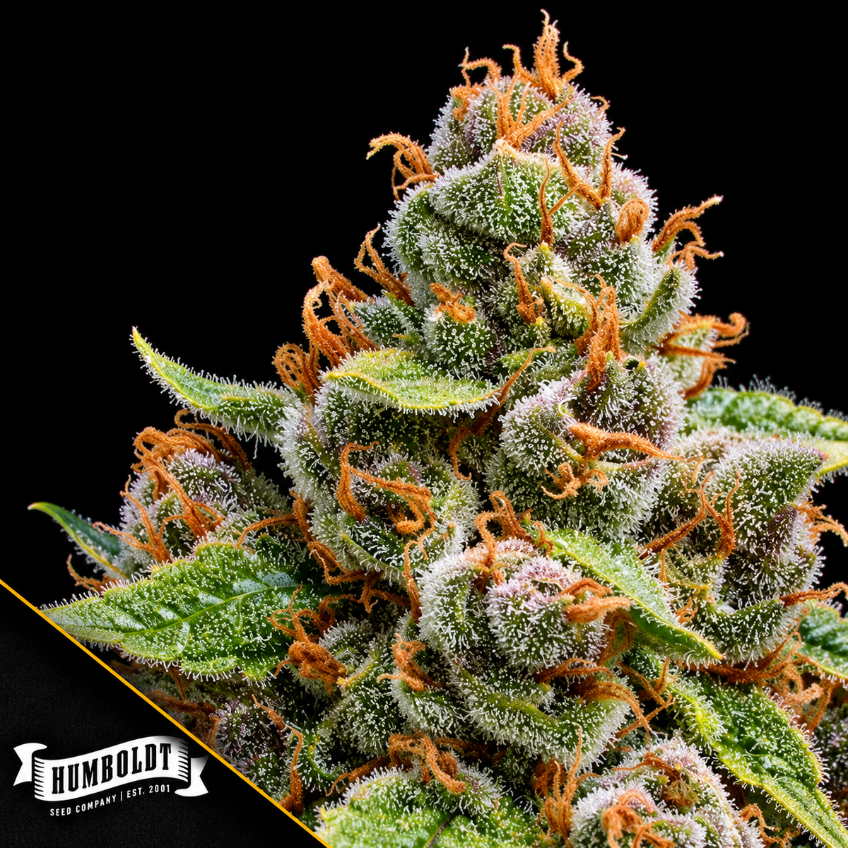 The Upsetter Feminize Humboldt Seed Company