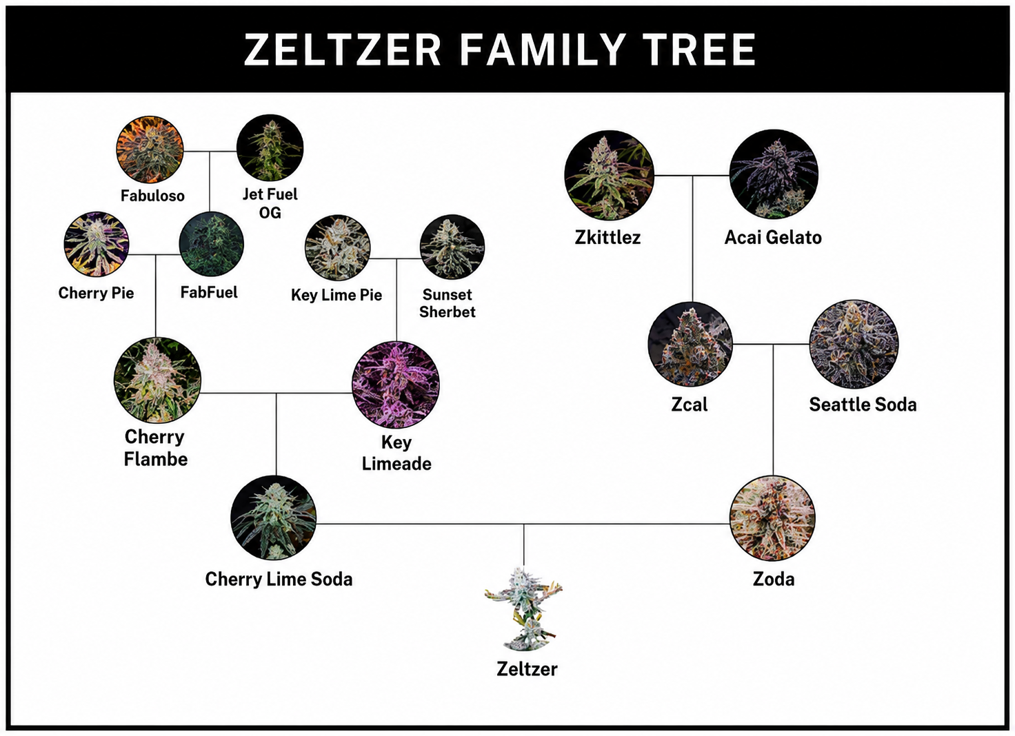 Zeltzer Feminized – Umami Seeds