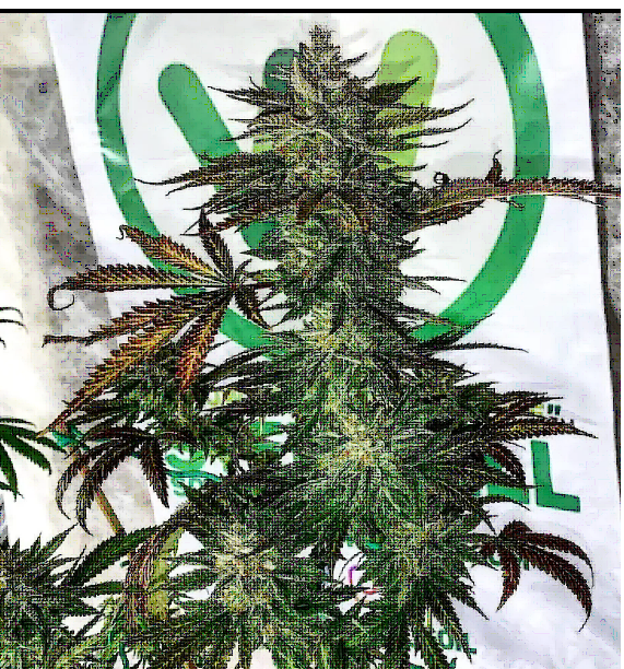 Zeltzer Feminized – Umami Seeds