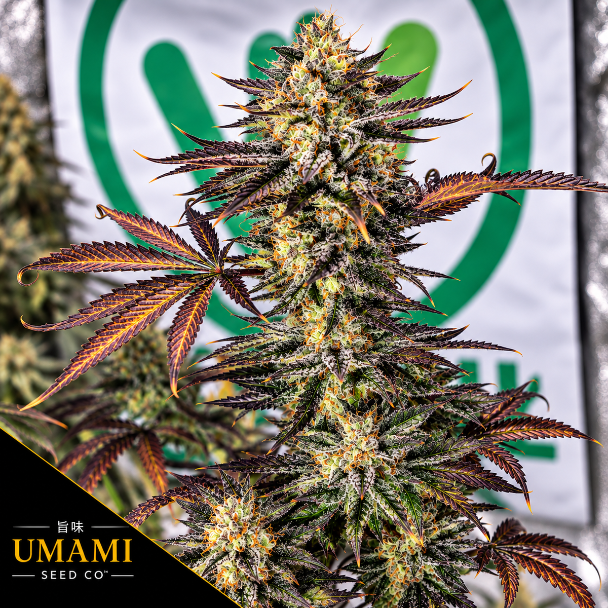 Zeltzer Feminized Umami Seeds
