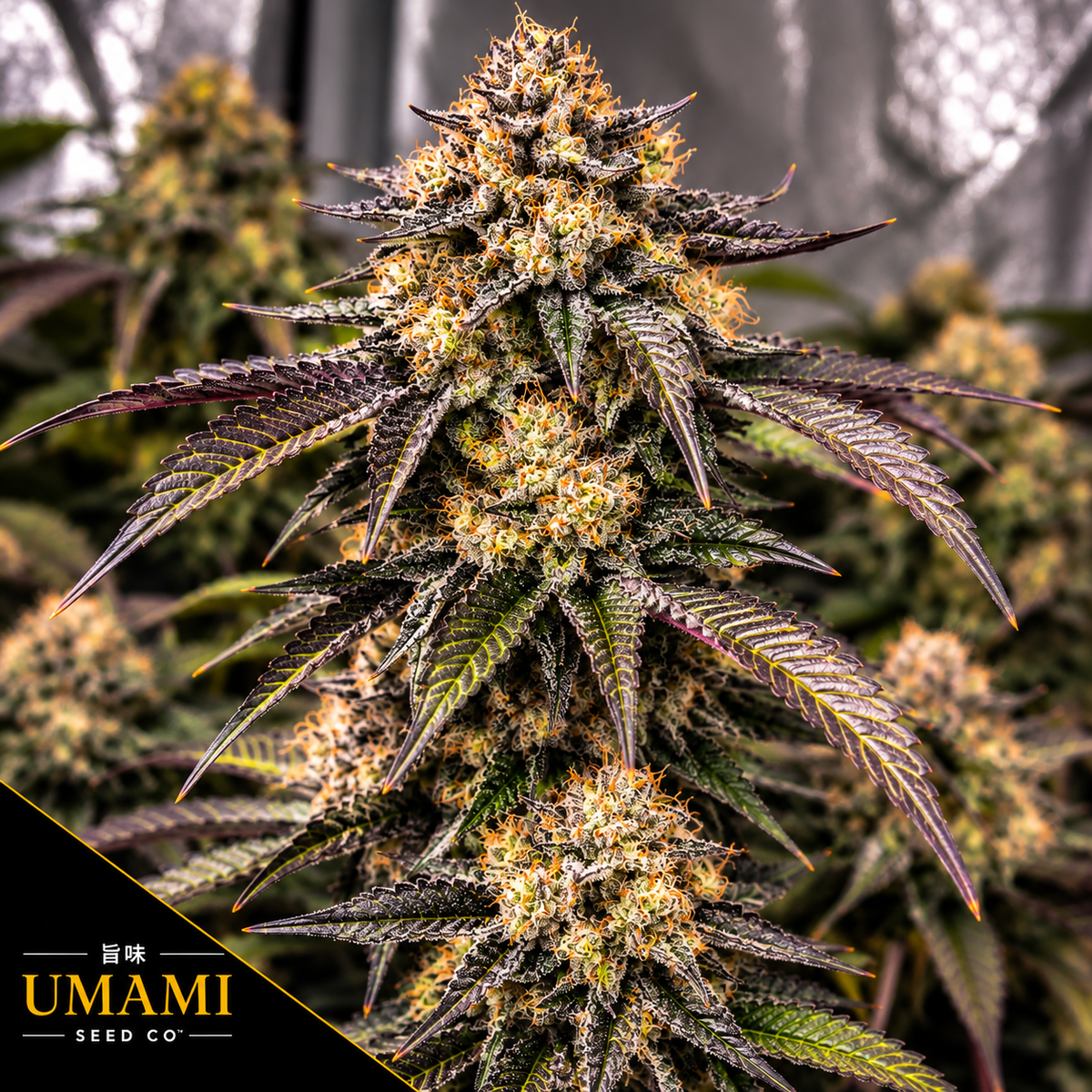 Zeltzer Feminized Umami Seeds