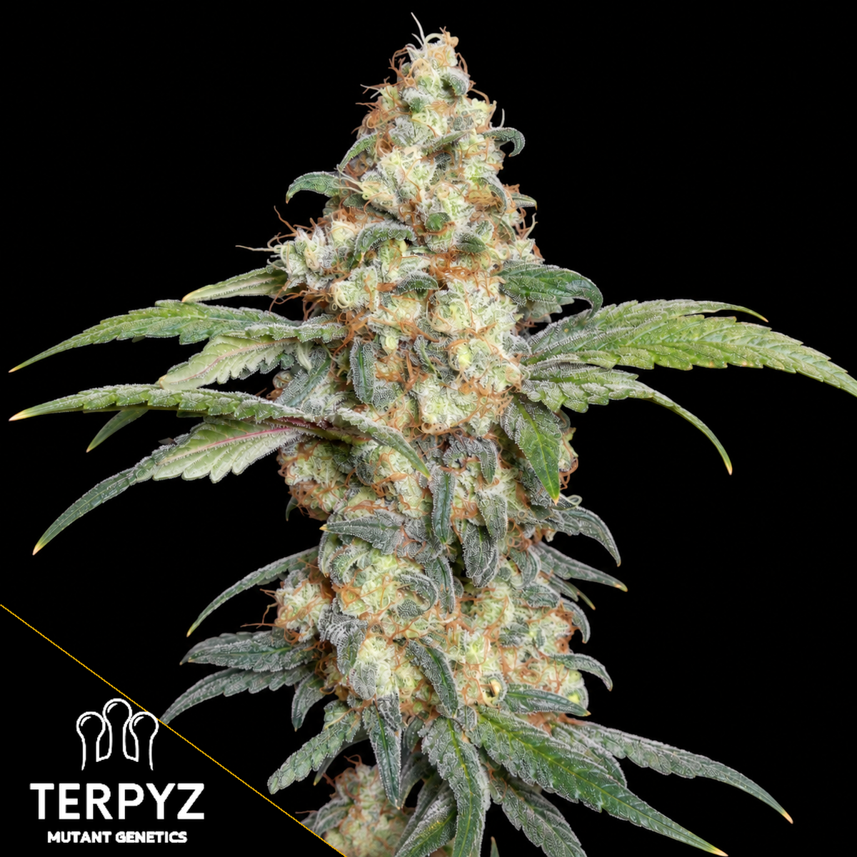 ZITRO Feminized