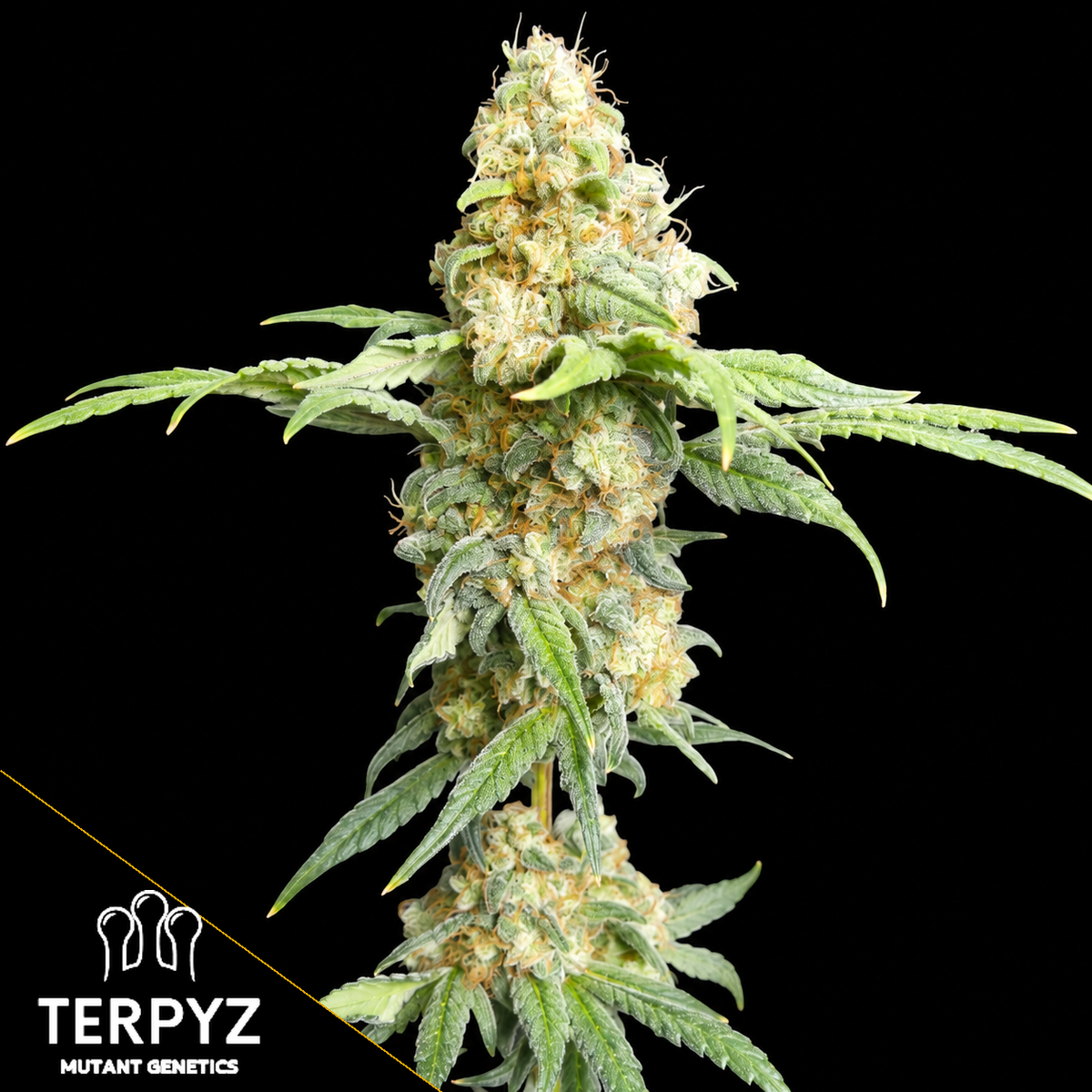 ZITRO Feminized