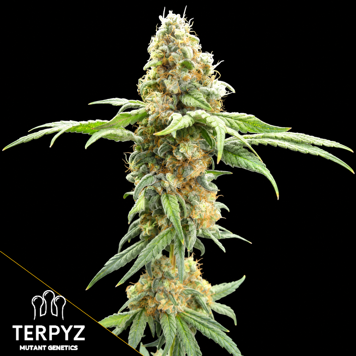 ZITRO Feminized