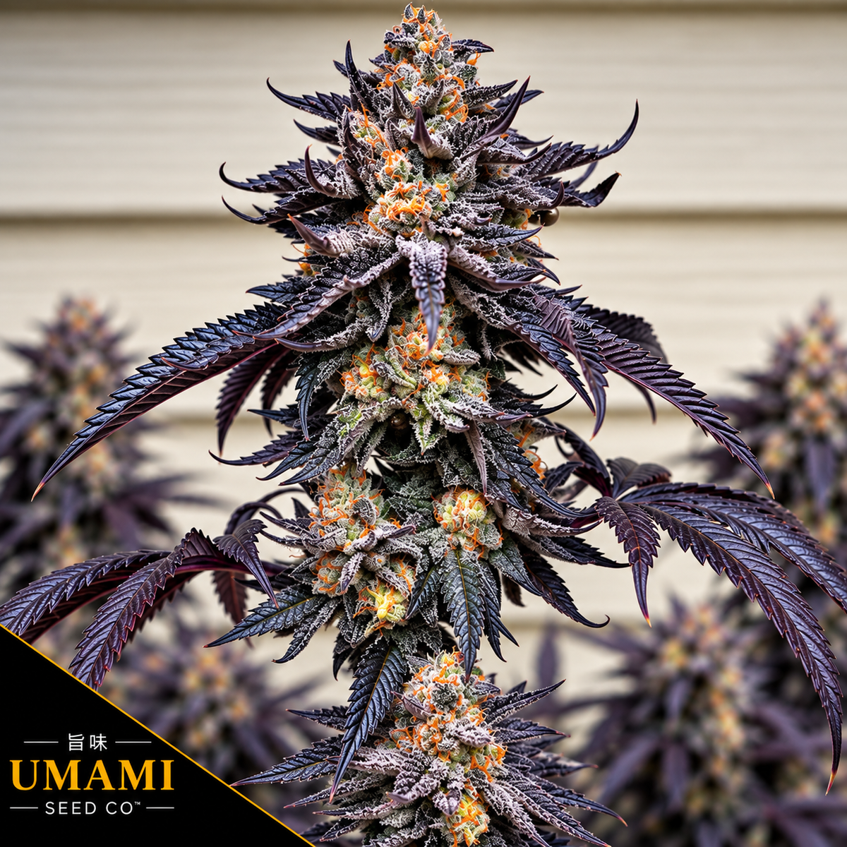 Zodaza Feminized Umami Seeds