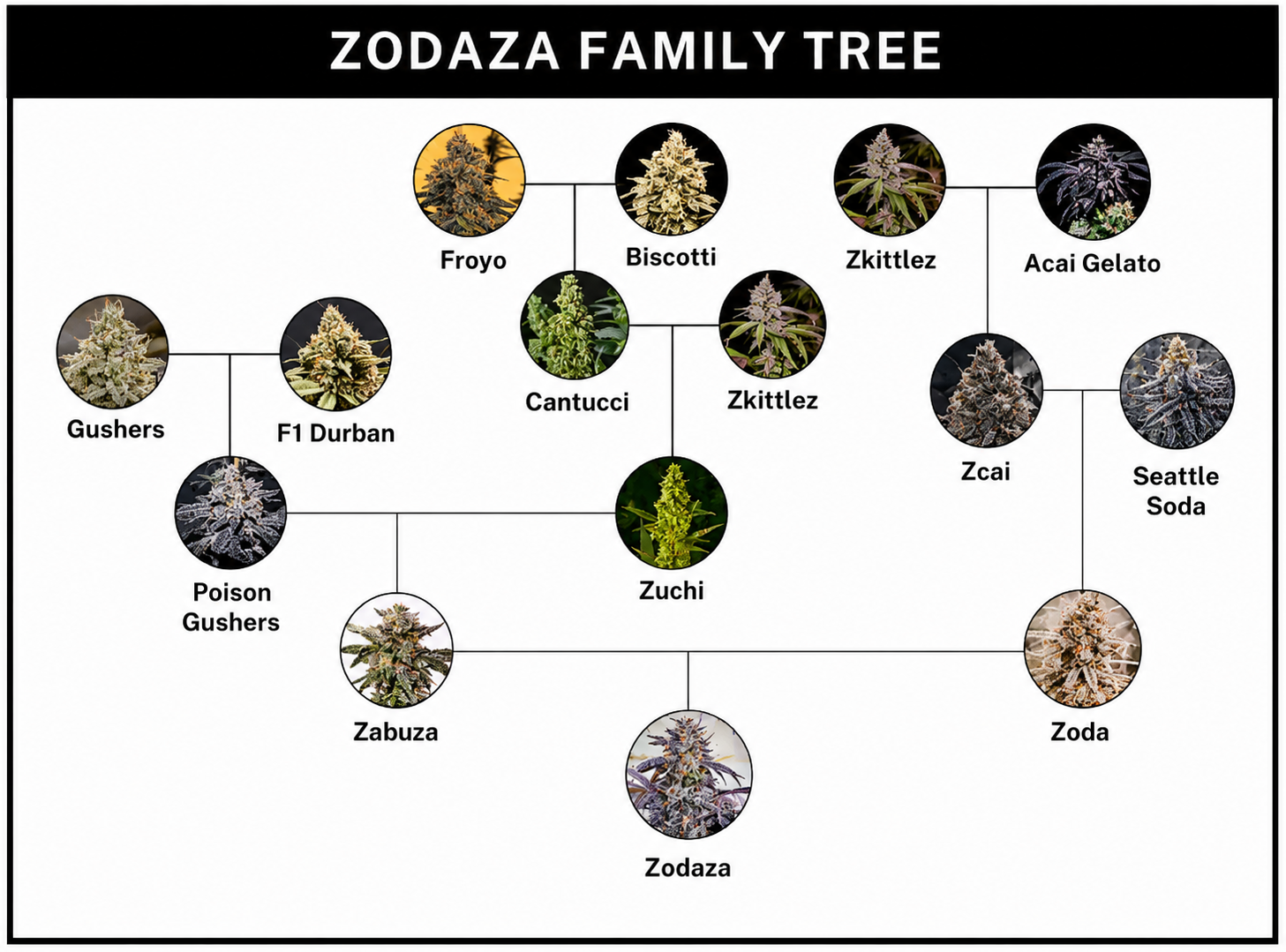 Zodaza Feminized – Umami Seeds