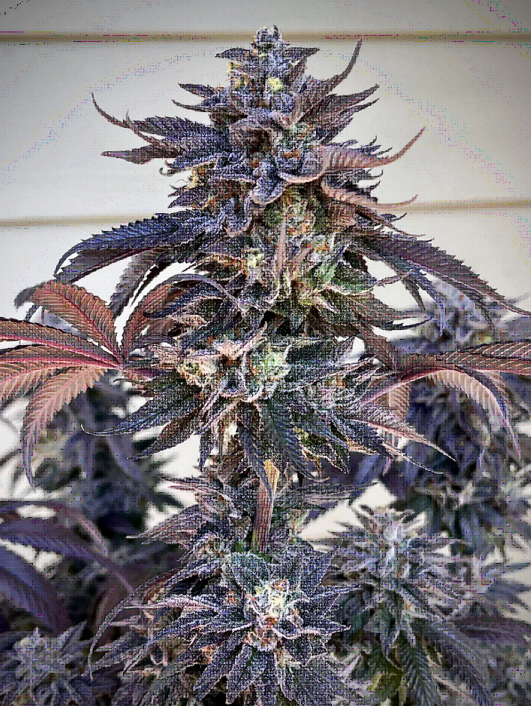 Zodaza Feminized – Umami Seeds