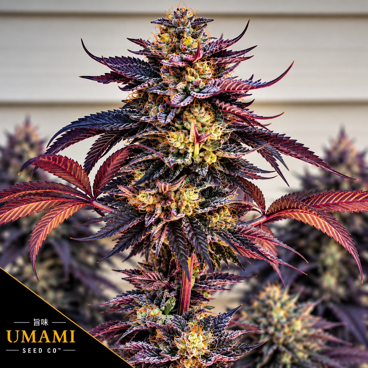 Zodaza Feminized Umami Seeds
