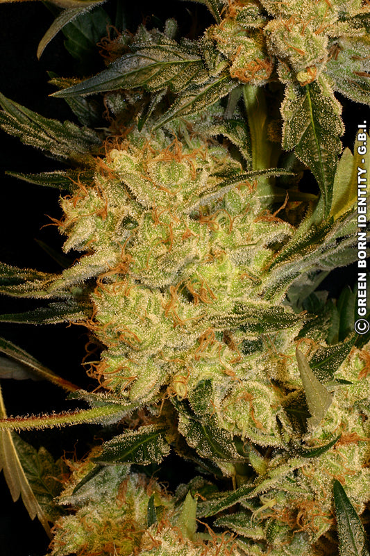 AK-47 Feminized Serious Seeds