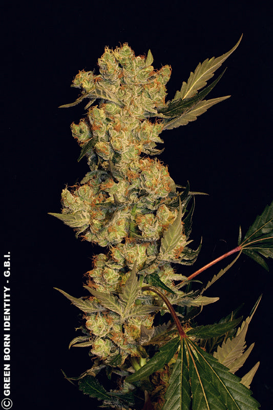 AK-47 Feminized Serious Seeds