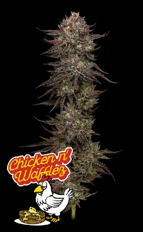Chicken n' Wafflez Feminized – Humboldt Seed Company