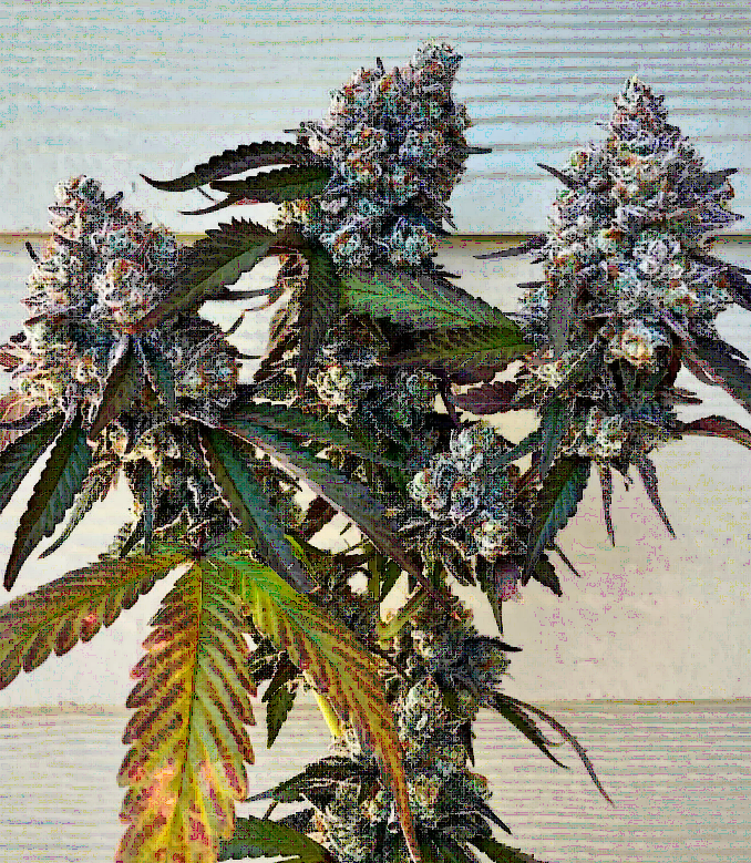 Frostade Feminized – Umami Seeds
