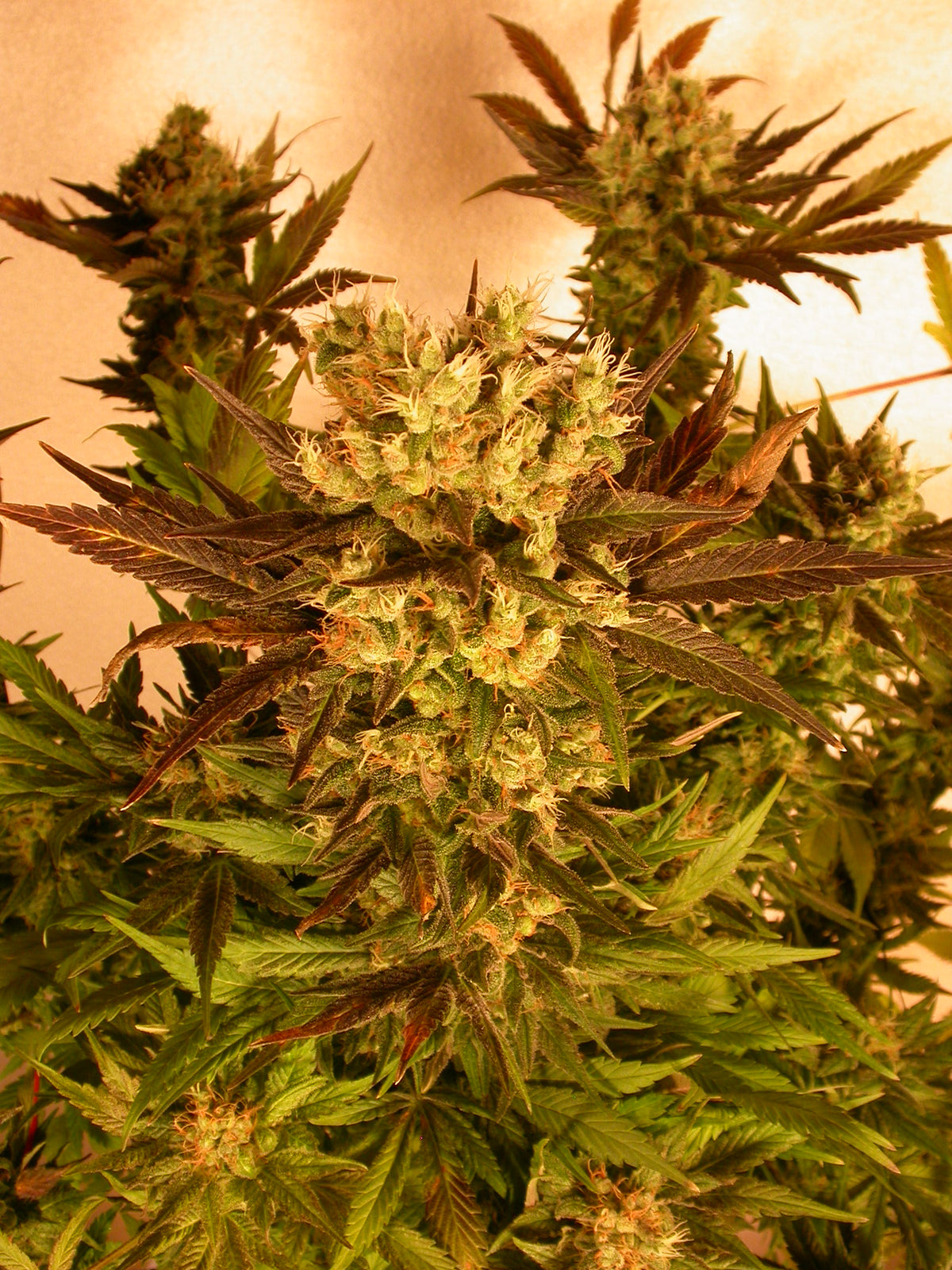 Motavation Feminisiert Serious Seeds
