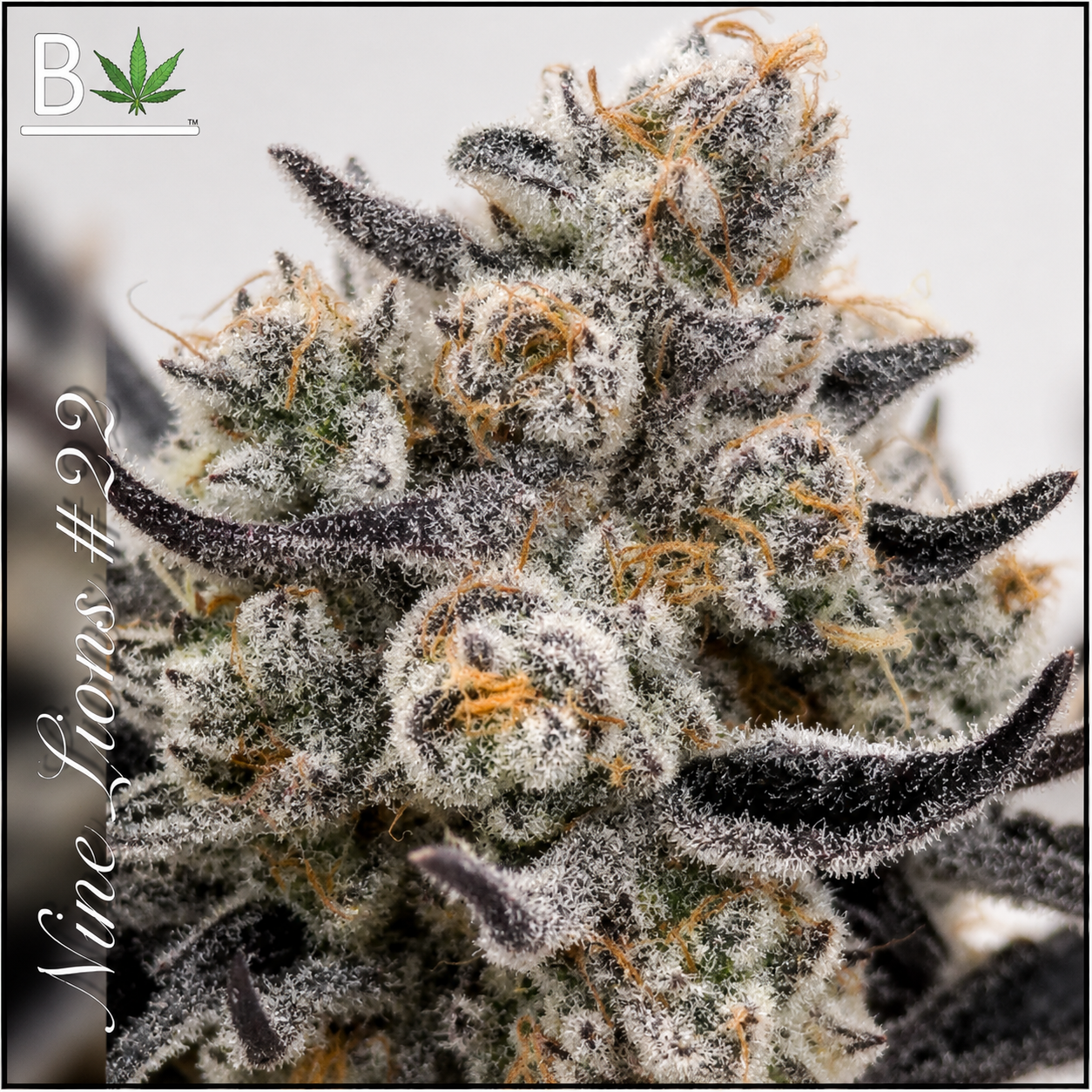Nine Lions Feminized – BeLeaf