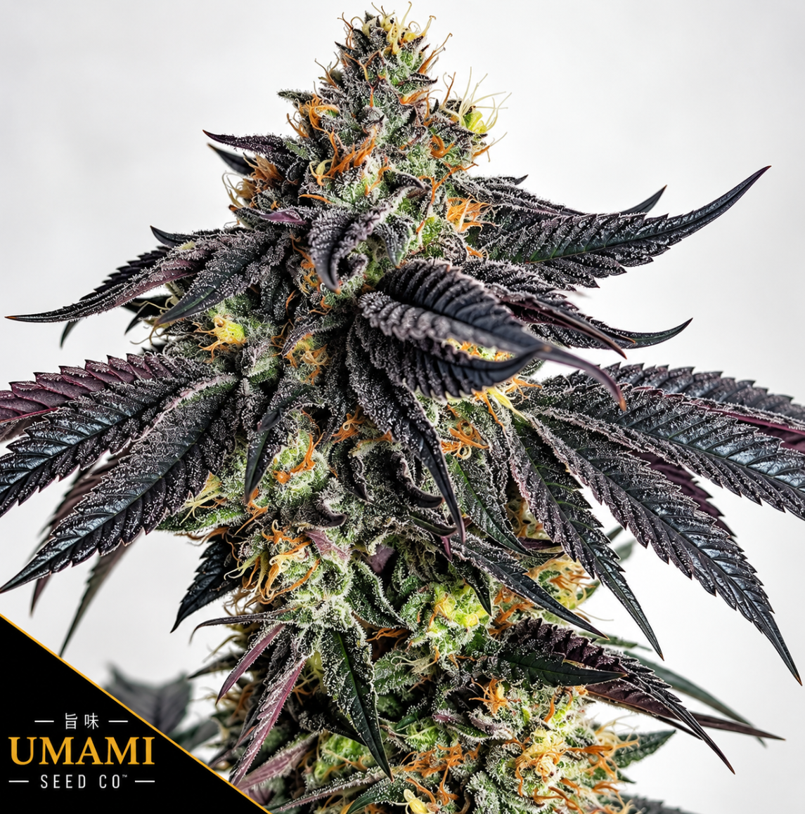 Purple Limeade Feminized Umami Seeds