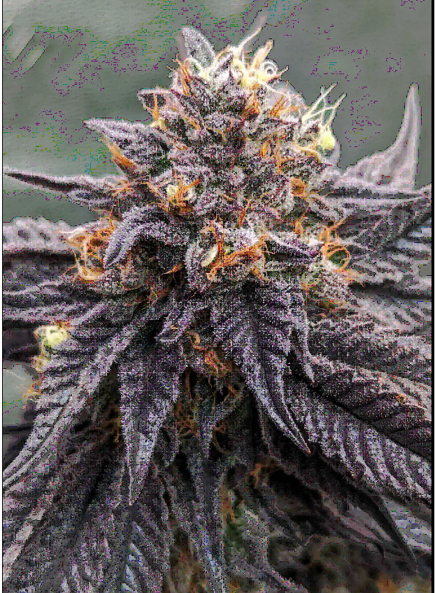 Purple Limeade Feminized – Umami Seeds