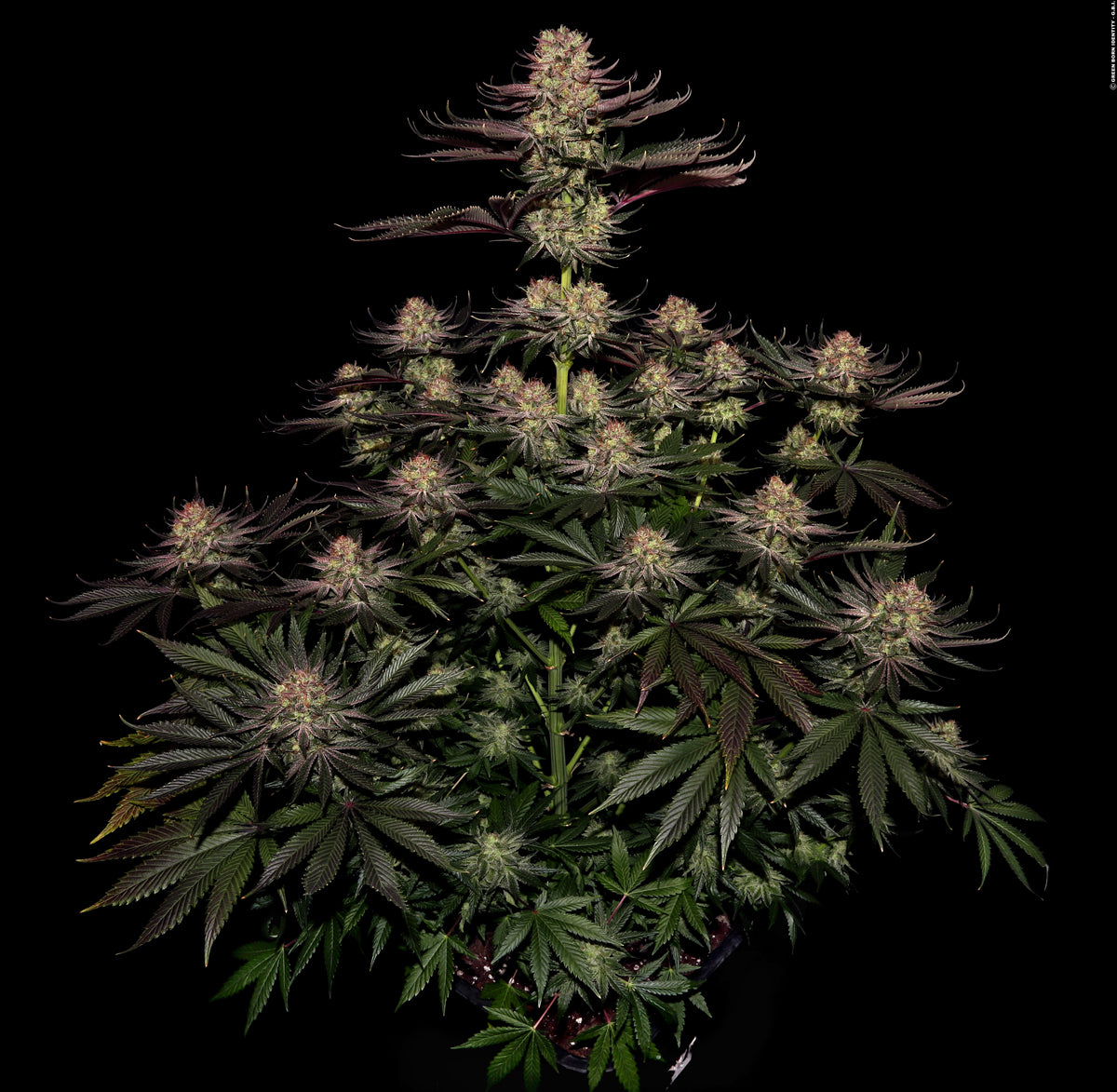 Seriotica Feminized Serious Seeds