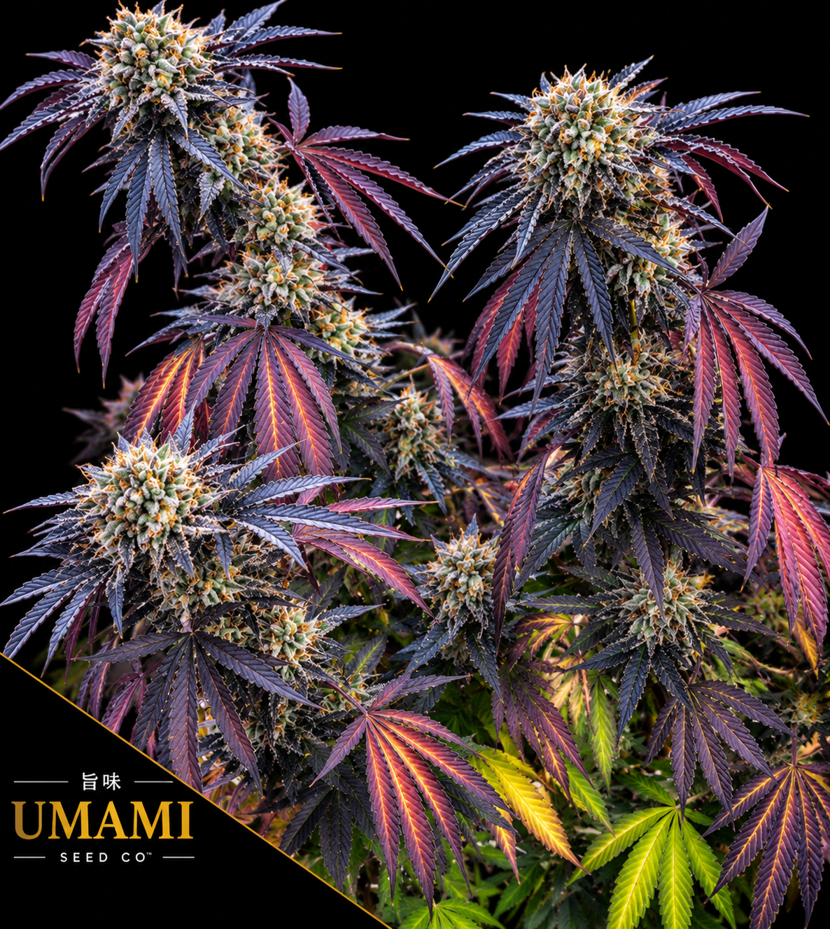 Sunset Lime Feminized Umami Seeds