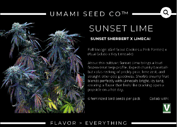 Sunset Lime Feminized – Umami Seeds