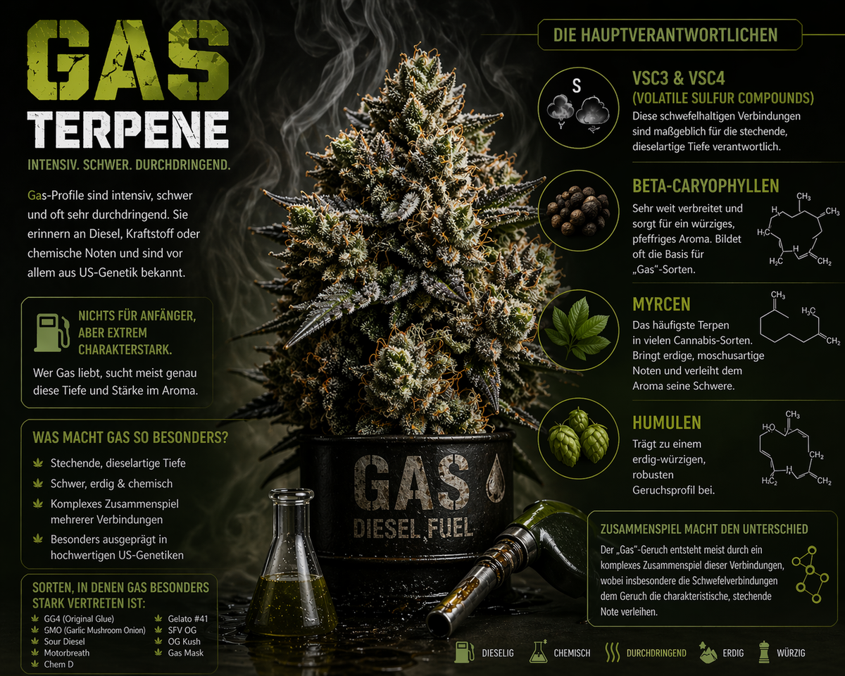 Gas Terpene