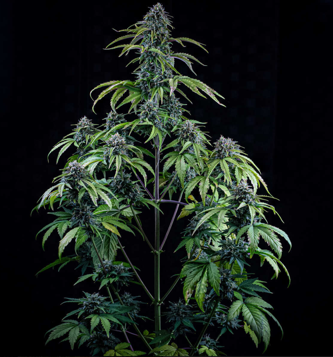 24 Carat Autoflowering Mephisto Genetics