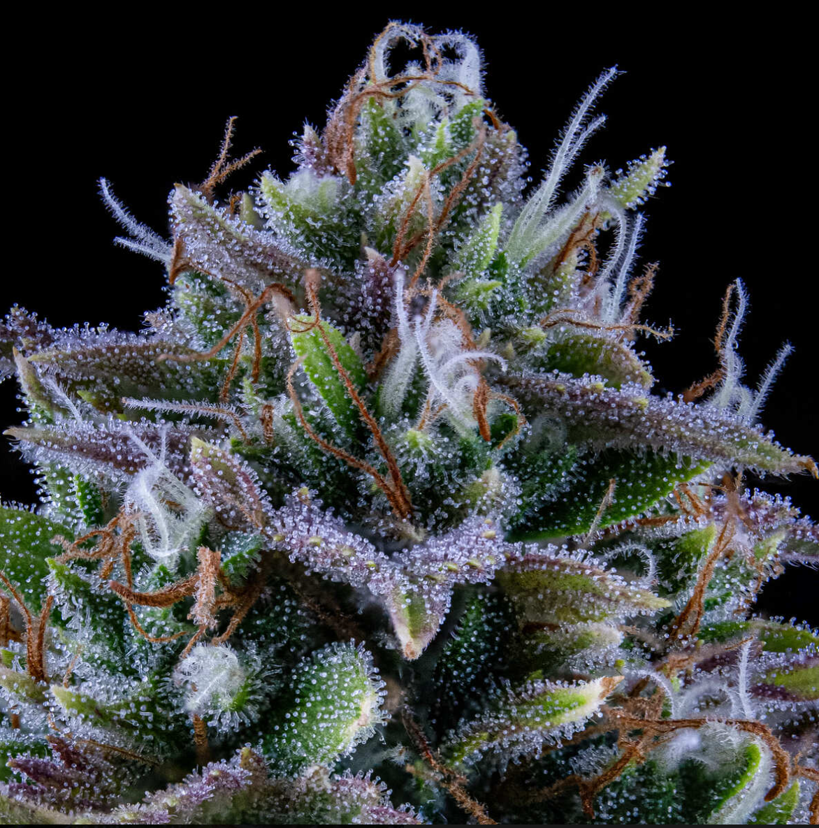 24 Carat Autoflowering Mephisto Genetics