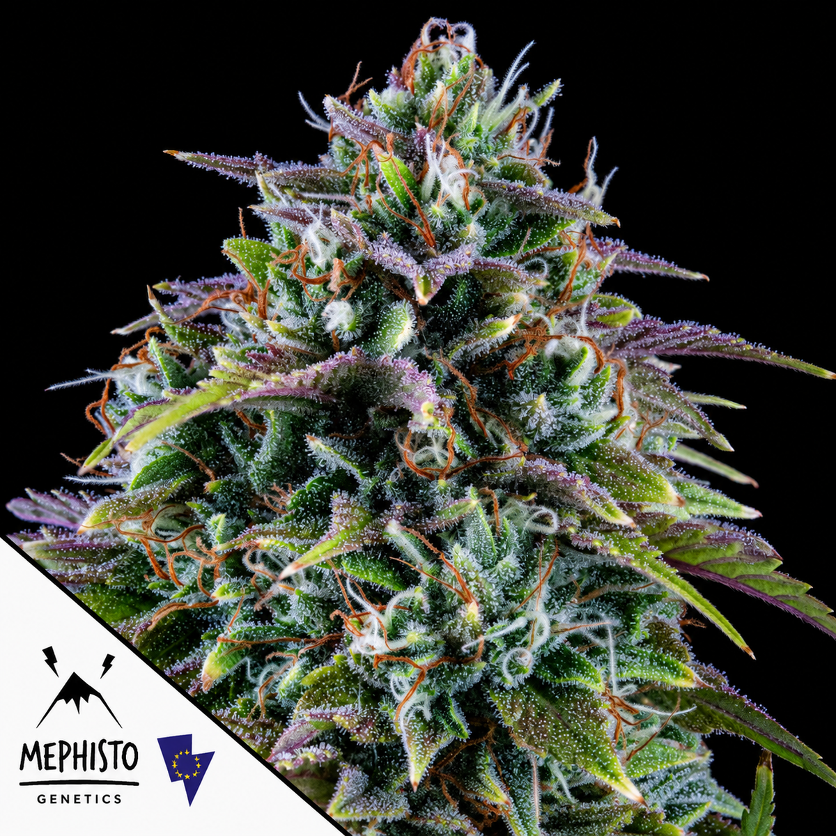24 Carat Autoflowering Mephisto Genetics