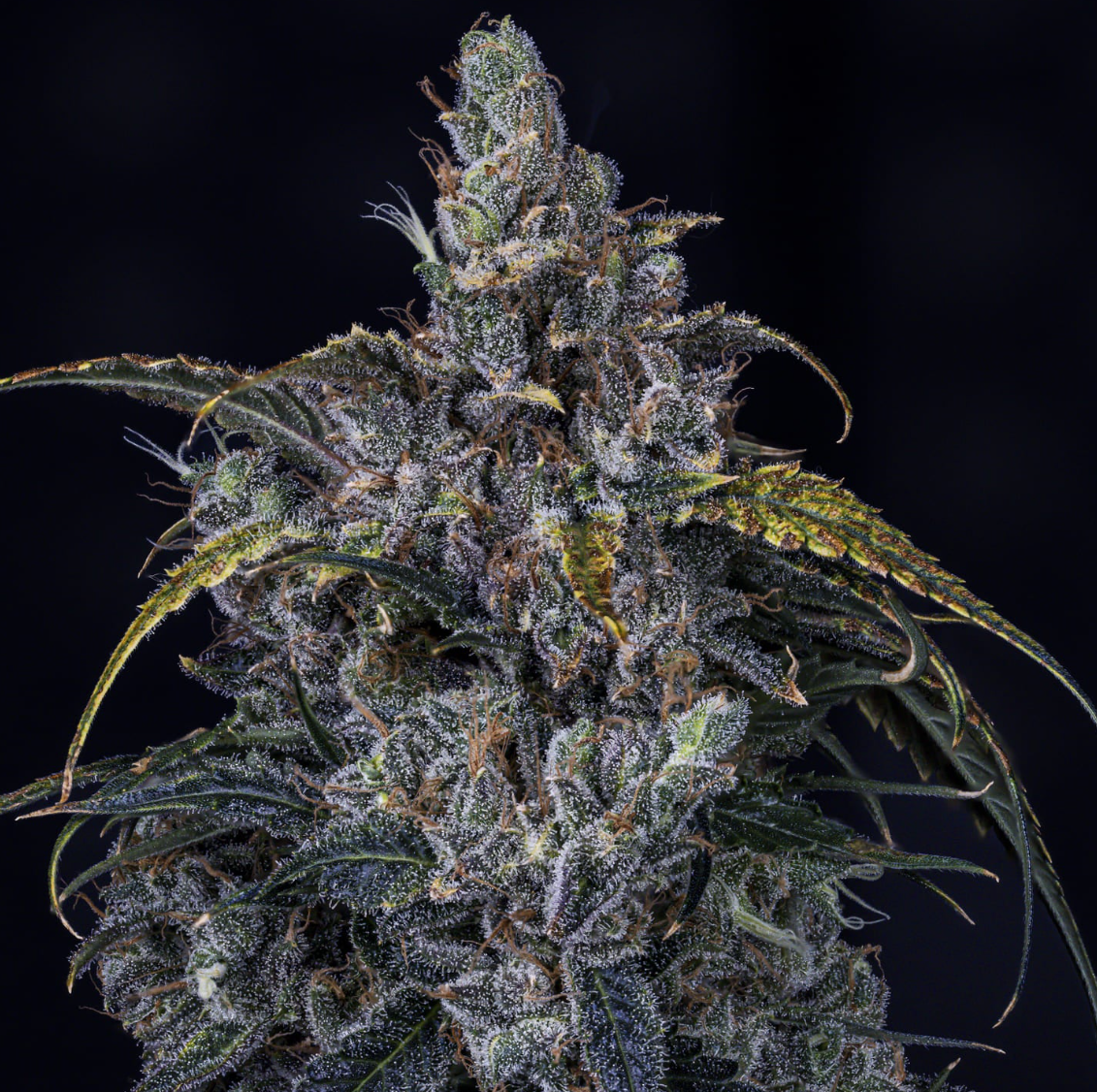 3 Bears OG Autoflowering Mephisto Genetics