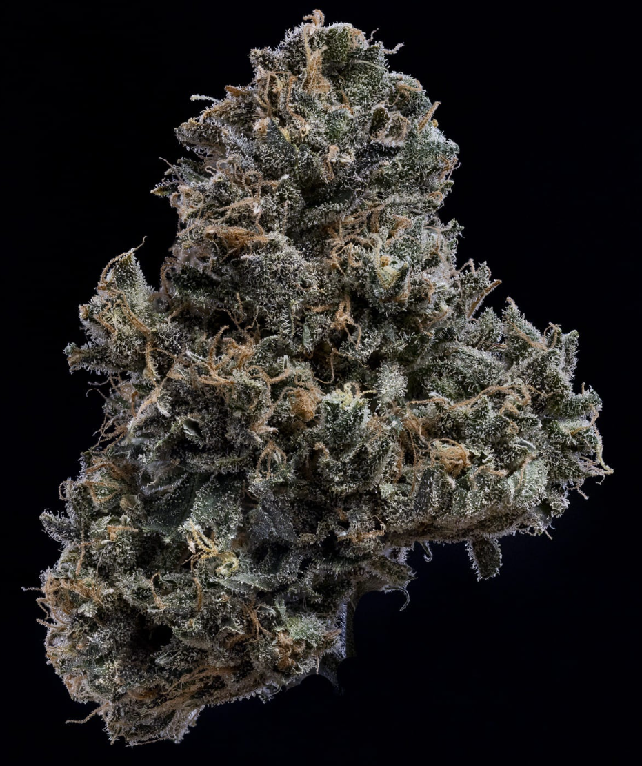 3 Bears OG Autoflowering Mephisto Genetics
