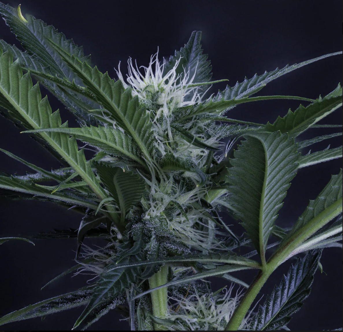 3 Bears OG Autoflowering Mephisto Genetics
