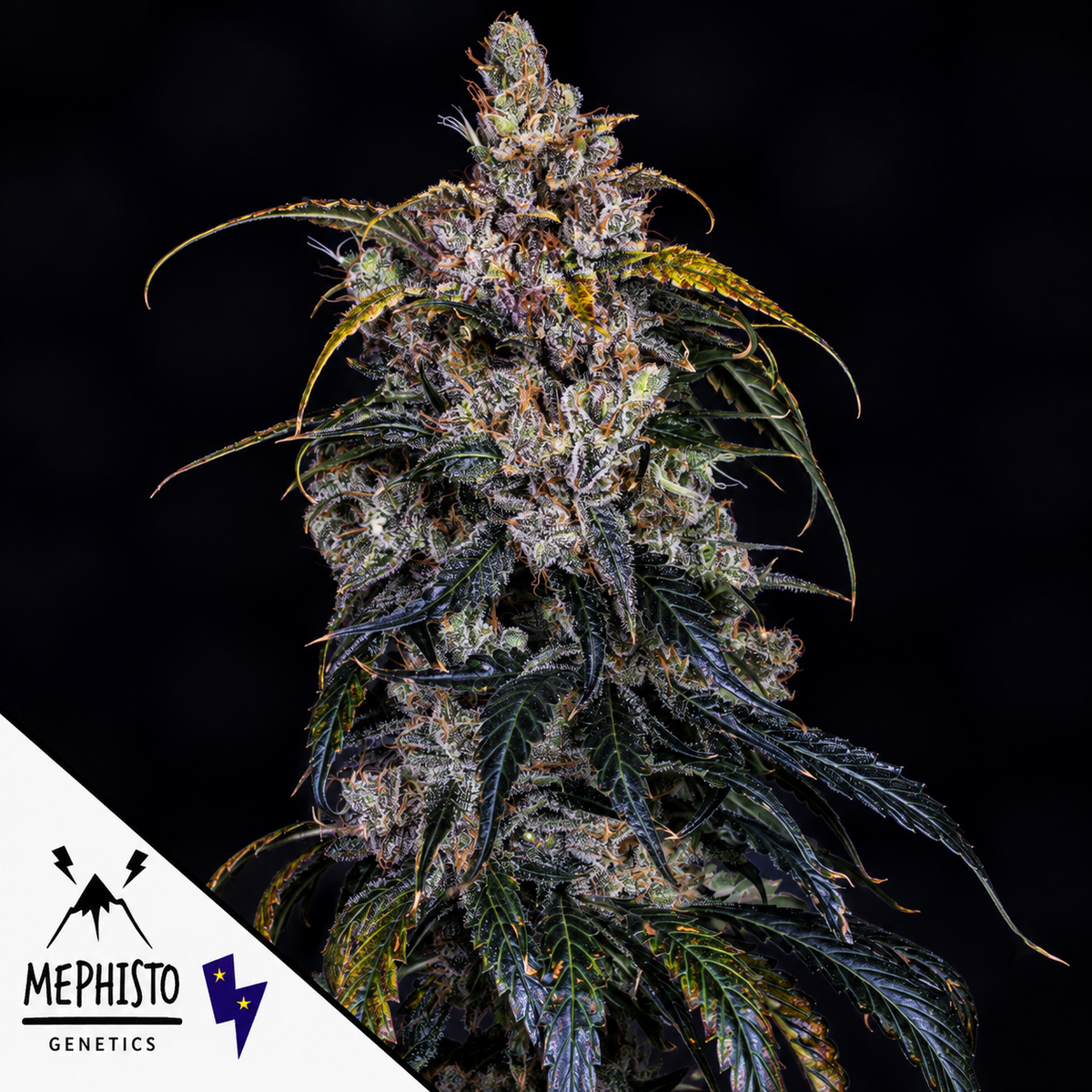 3 Bears OG Autoflowering Mephisto Genetics