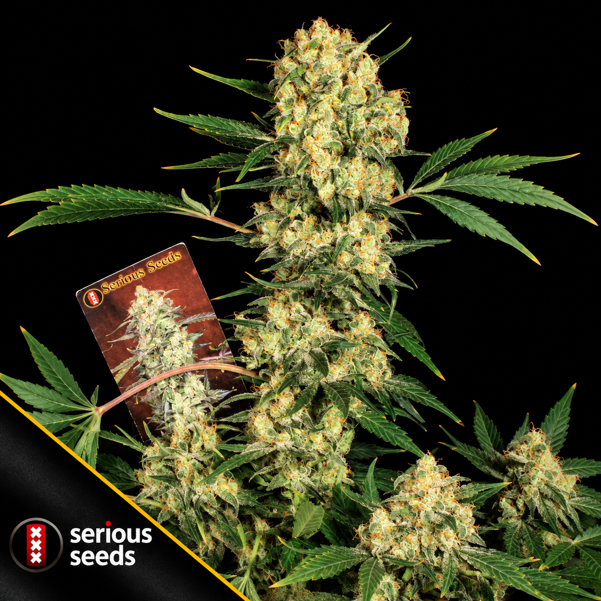 AK-47 Feminized Serious Seeds