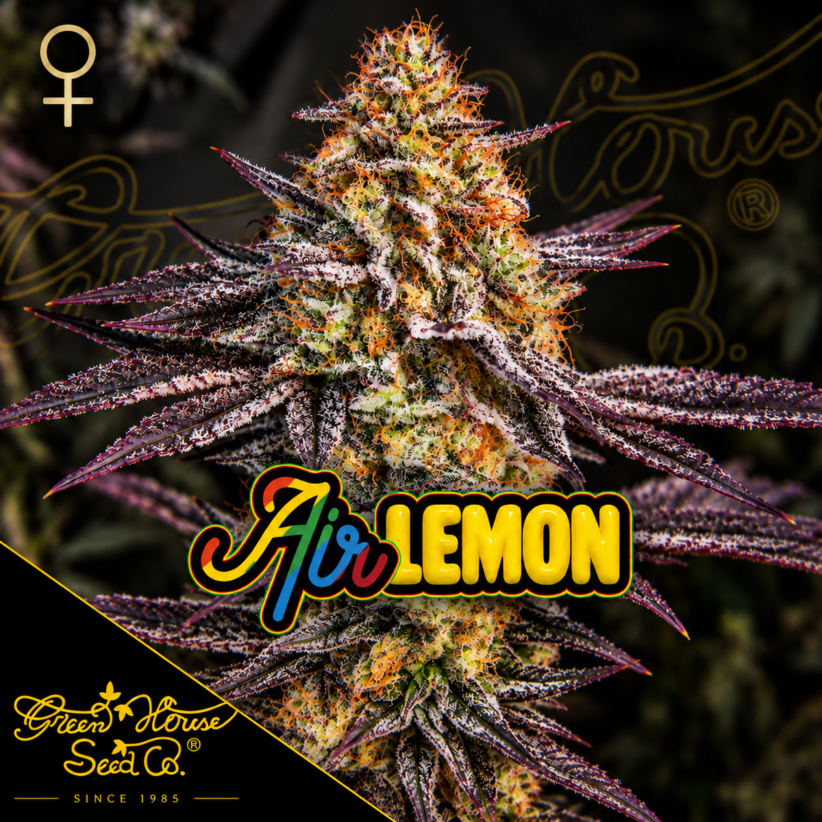 Air Lemon Feminized Greenhouse Seeds