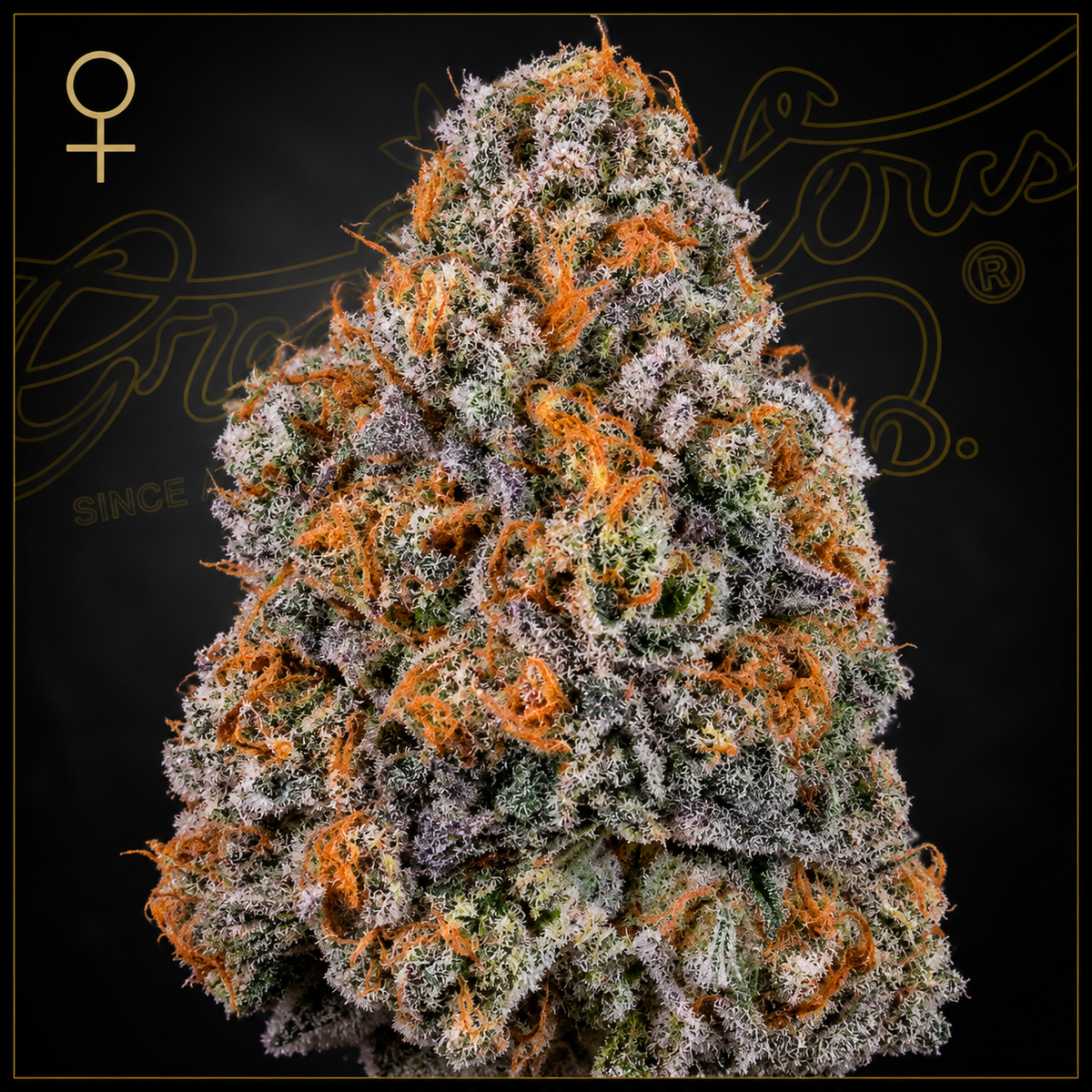 Air Lemon Feminized Greenhouse Seeds