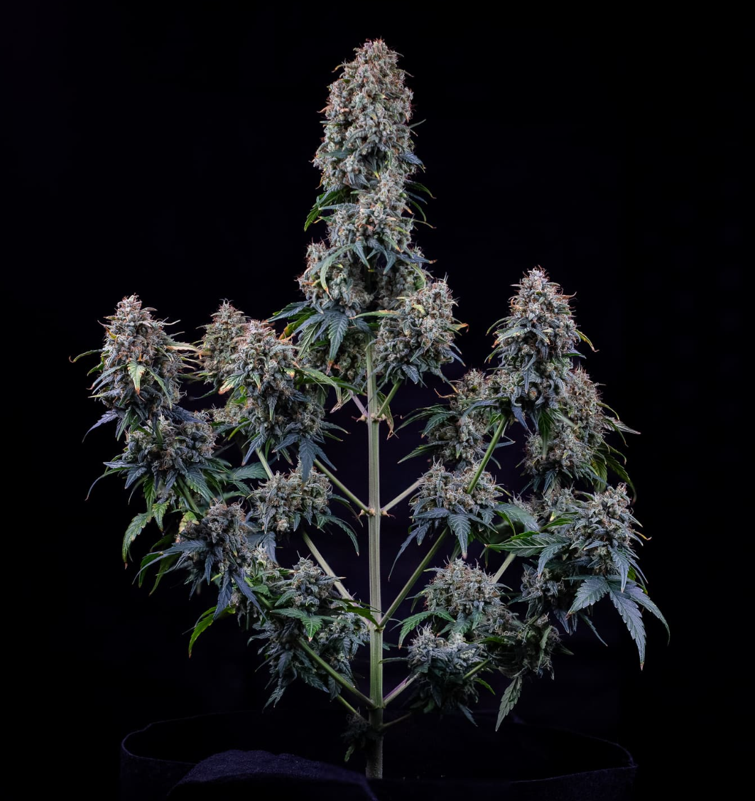 Alien vs. Triangle Autoflowering Mephisto Genetics