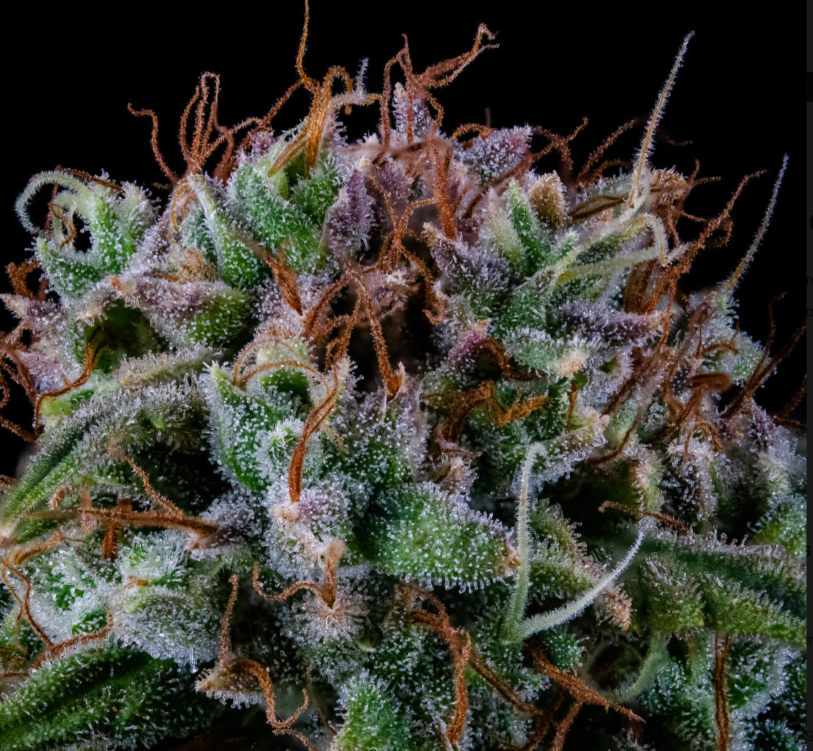 Alien vs. Triangle Autoflowering Mephisto Genetics