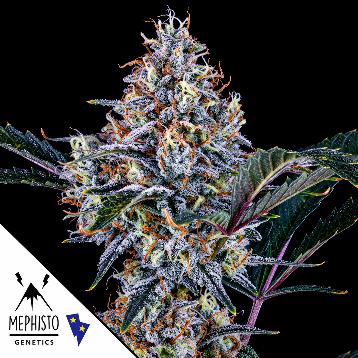 Alien vs. Triangle Autoflowering Mephisto Genetics