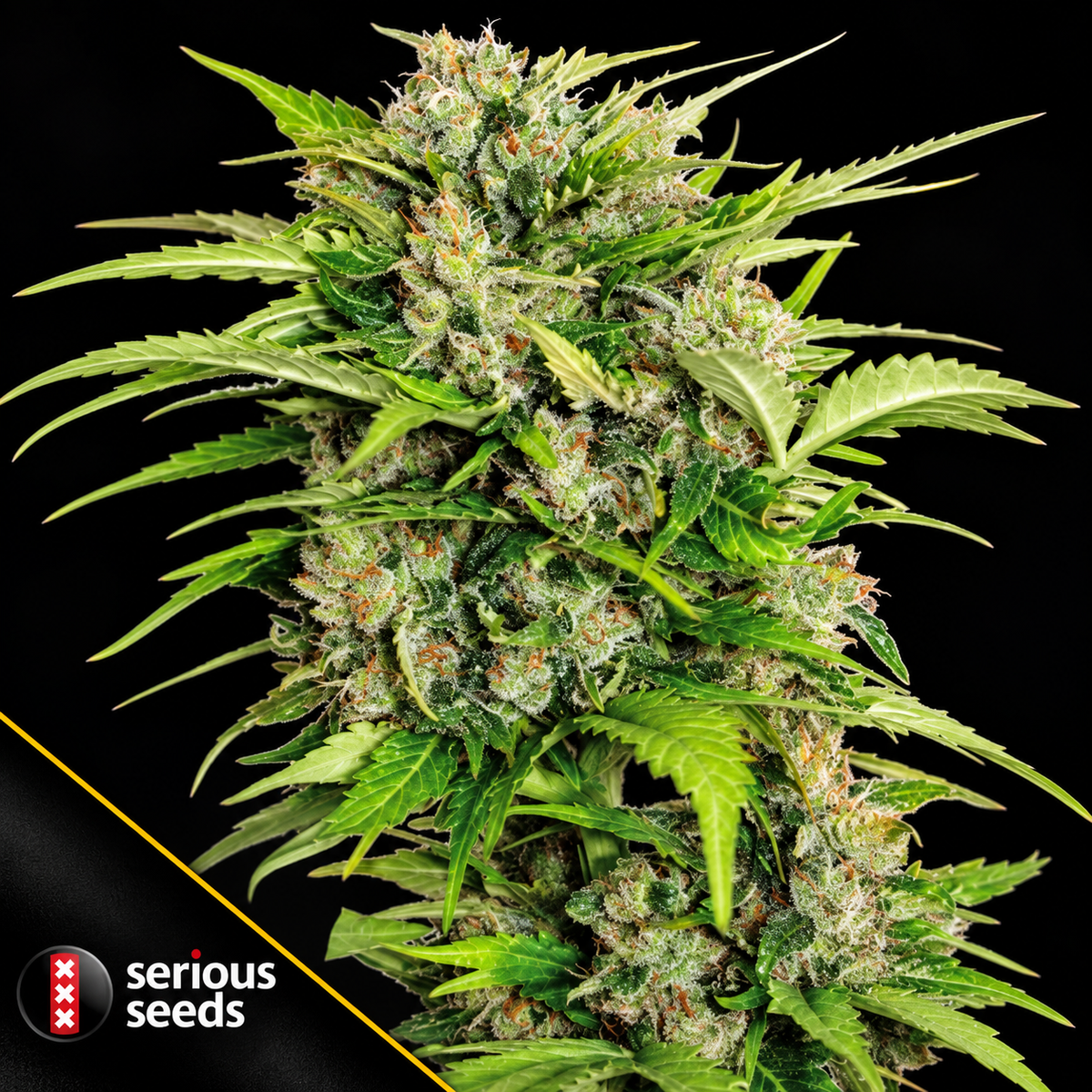 Auto AK-47 Autoflowering Serious Seeds