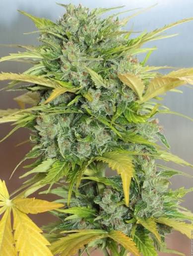 Auto AK-47 Autoflowering Serious Seeds