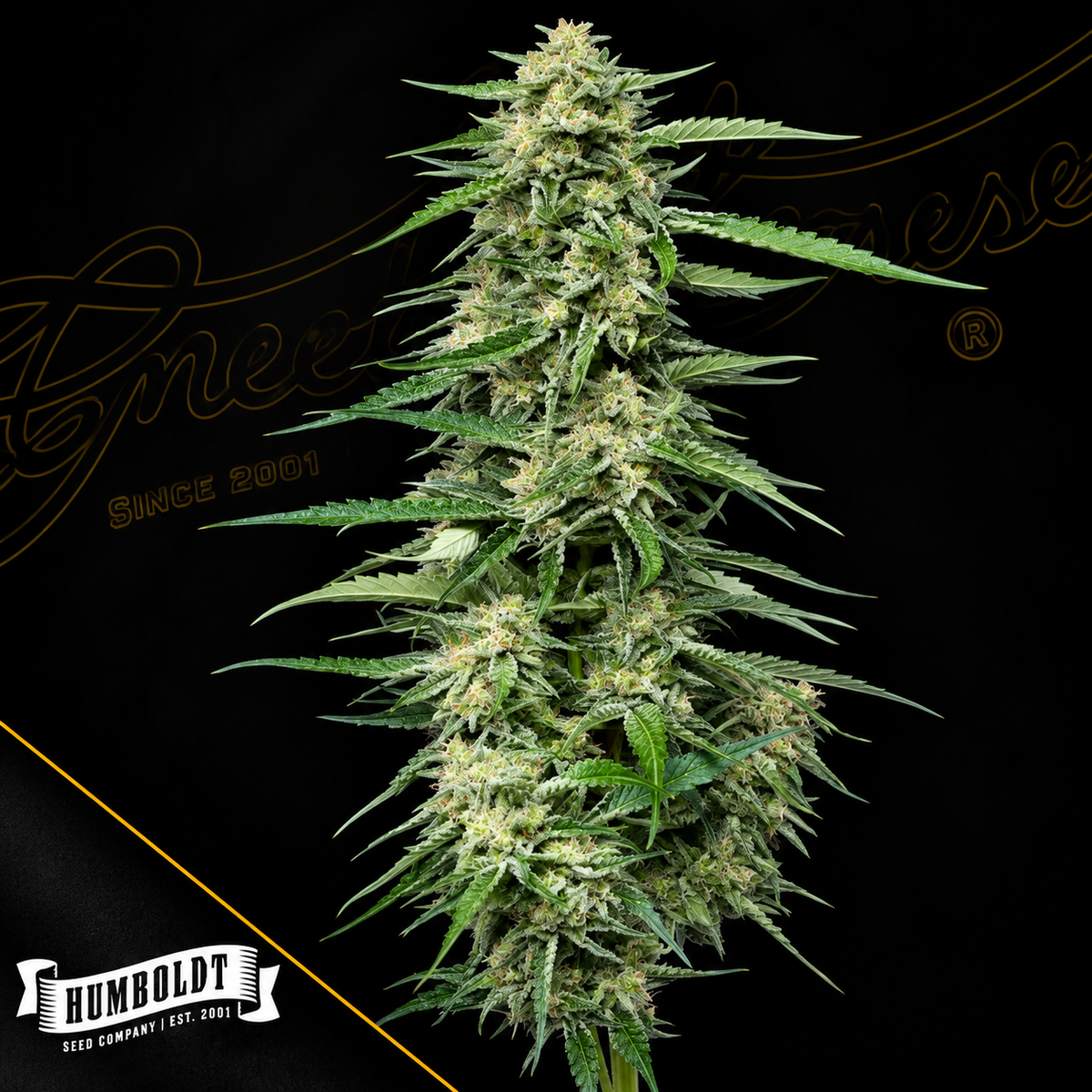 Blueberry Honey Feminized Humboldt Seed Company