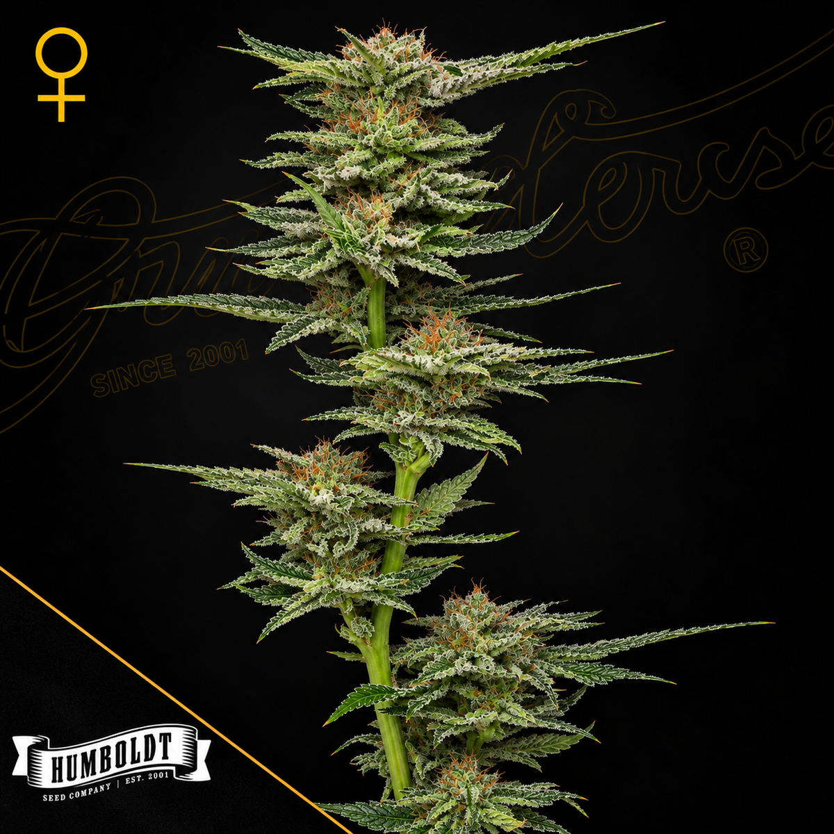 Blueberry Muffin Feminized Humboldt Seed Company